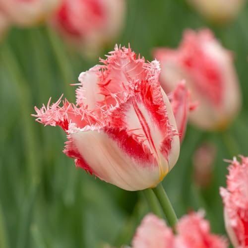 Tulpe Sweet Simone | 10 Stück | Blumenzwiebel | Schnittblume | Rosa | Weiß | 100% Blütegarantie | QFB Gardening | Gefranst | Tulpenzwiebeln