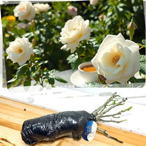 Hardy Bare Root Fragrant White Shrub Rose 'Diamond' – Ideal for Garden Borders, Hedging, Pathway Landscaping, and Flowering Shrubs