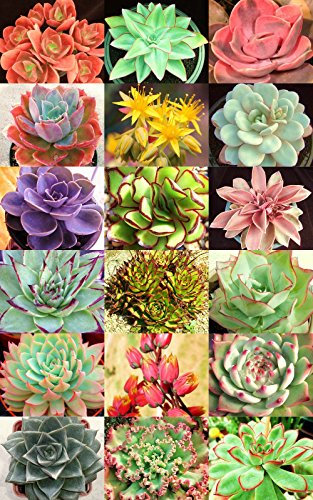 20 Samen Echeveria Variety Mix Seltene Pflanzen Exotische Sukkulente Samen Blüte Pot