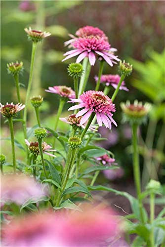 Purpursonnenhut Echinacea purpurea Staude im Topf gewachsen