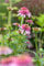 Purpursonnenhut Echinacea purpurea Staude im Topf gewachsen
