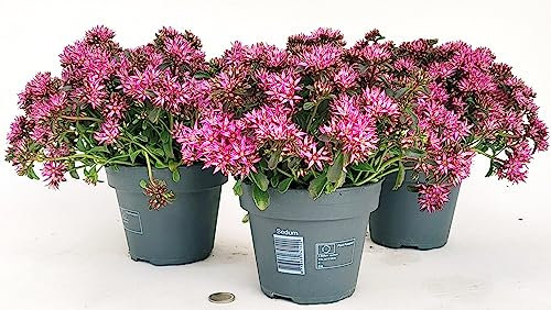 POWERS TO FLOWERS - SEDUM SPURIUM SPOT ON DEEP ROSE, 3 PIANTE, VASO 14CM, piante vere