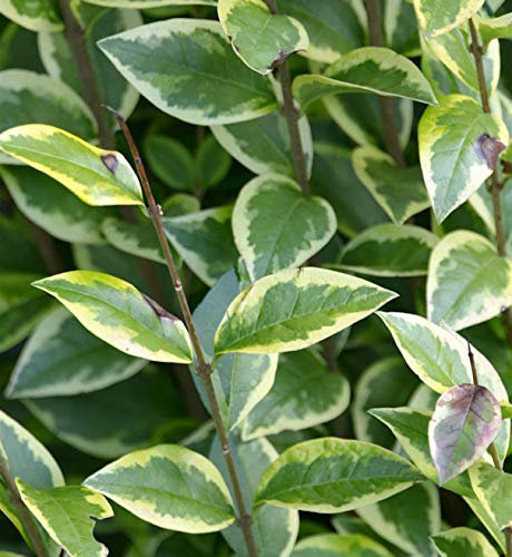 Gold Liguster 80-100cm - Ligustrum ovalifolium