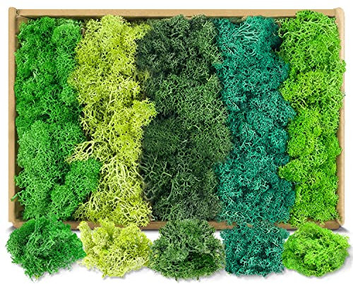 Moos Konserviert Deko Moos zum Basteln Moosbild Modellbau Kunst Moos Natur konserviertes (5 Farben)