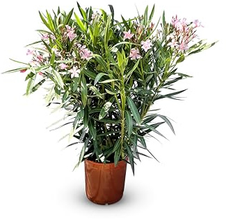 Sunny Tree - Pflanze - Oleander - Nerium Oleander - Farbe Rosa - Höhe 140-160 cm - Für draußen - Immergrün im Winter - Mediterrane Pflanze
