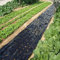 Garten-Mulchlösung PE-Bodenabdeckung mit Schnittlöchern für einfaches Pflanzen von Gemüse (10 m x 0,95 m)