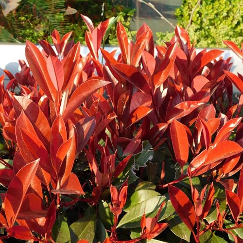 Frasers Glanzmispel - Photinia fraseri Red Robin - grün rot - 6 Pflanzen - Heckenpflanze - 1 laufender Meter - immergrün - Topf 17cm Höhe 55cm