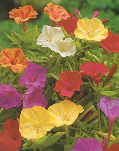 Wunderblumen gemischt Mirabilis jalapa Knollen Blumenzwiebeln (5 Knollen)