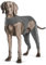 Yoolhamy Chirurgie-Genesungsanzug für Hunde, Bein-Wundschutz-Bandage, bequeme Ellbogenschutz, Kegel-Alternative, verhindert Lecken und Beißen, langärmelige Anzüge, Beinbandage, Grau, Größe XL