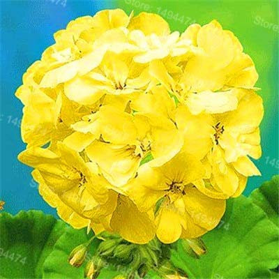 Sump frescas 200pcs semillas de flores para plantar geranios amarillo