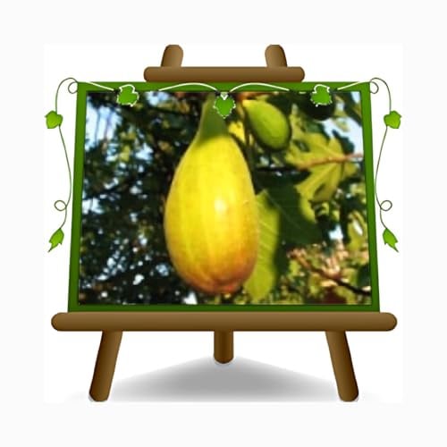 EURO PLANTS VIVAI Feigenbaum Lange von Portugal – Obstpflanze Topf Ø 26 cm, Max. Wuchshöhe 180 cm – Alter: 4 Jahre - Italienische Baumschule