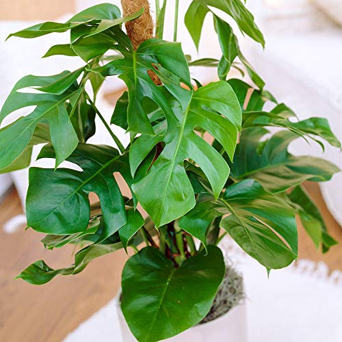 Monstera Deliciosa Swiss Cheese Plant | Ideal for Home or Office | 30-40cm Potted