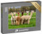 puzzleYOU: Puzzle 1000 Teile „Alpakas auf Einer Ranch auf einem Bauernhof, Oregon“ – aus der Puzzle-Kollektion Alpakas, Exotische Tiere & Trend-Tiere