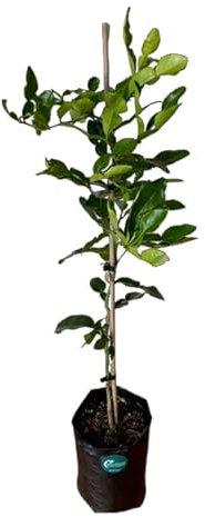 Árbol Natural de Lima Frutal Perfecta para el Huerto del Hogar