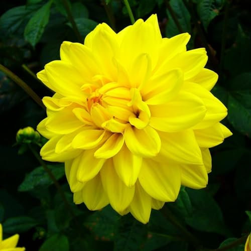 Dahlienzwiebeln Dahlien Sind KräFtig Und Wachsen Schnell Kä Dahlien E Dahlienzwiebeln Blumenzwiebeln MehrjäHrig Winterhart-2zwiebelns-G