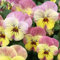 Helza Stiefmütterchen Ice Babies® Vanilla Rose F1, Ice Babies® Vanille Rosa F1, Holländische Veilchen, 200 stück, Blumensamen für Garten und Balkon, Pflanzensamen, Saatgut von Kulturpflanzen
