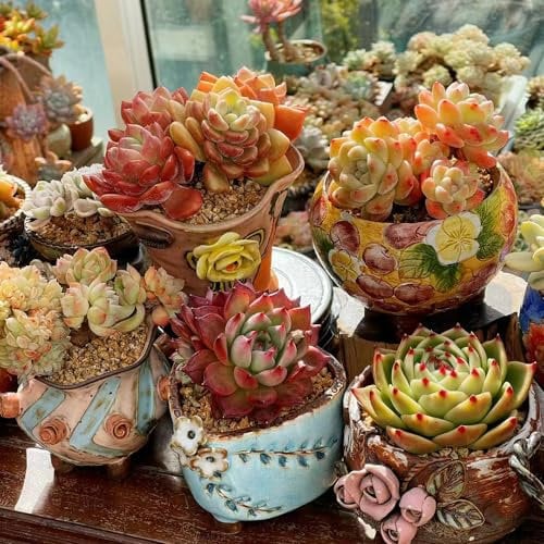 60 pcs fleischfressende samen, zimmerpflanzen wenig lichtbedarf Sukkulenten succulent plants,sukkulente pflanzenkübel balkon hochbeet seed dachbegrünung winterharte stauden balkon