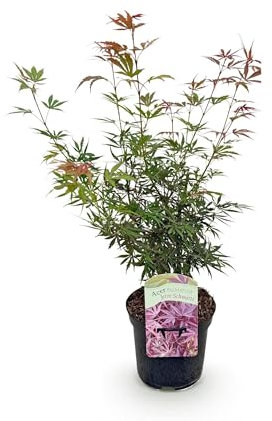 Terrassenpflanze - Japanischer Ahorn - Acer palmatum Jerre Swarts - Dunkelrot - 2 Pflanzen - Laubabwerfend - 60-70cm - Ø25cm - Gartenpflanze