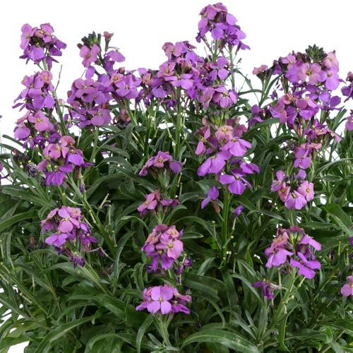 WallFlower 'Lilac Wonder' Plug Plant x 4. Long Flowering Perennial Lilac erysimum, Ideal for rockeries and pollinators. Available from Bedwen Plants