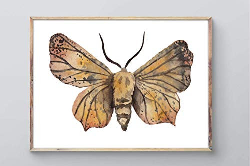 Din A4 Kunstdruck ungerahmt - Motte Schmetterling Butterfly Falter Aquarell braun beige Deko, Geschenk Druck Poster Bild