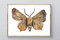 Din A4 Kunstdruck ungerahmt - Motte Schmetterling Butterfly Falter Aquarell braun beige Deko, Geschenk Druck Poster Bild