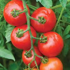 Aamish 25 Stück Bio Sweet Succulent Campari Tomaten Gemüsesamen