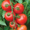 Aamish 25 Stück Bio Sweet Succulent Campari Tomaten Gemüsesamen