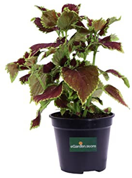 Pianta di Coleus Blumei pianta ornamentale da interno di Coleus pianta vera colorata da appartamento venduta da eGarden.store (Chocolate Mint)