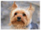 Diamond Painting Yorkshire Terrier,Diamant Painting Bilder Set für Erwachsene,Full 5D DIY Diamant Kunst Malerei Strass Stickerei Set Kreuzstich Bilder Home Wand Dekor Round Drill,40x60cm