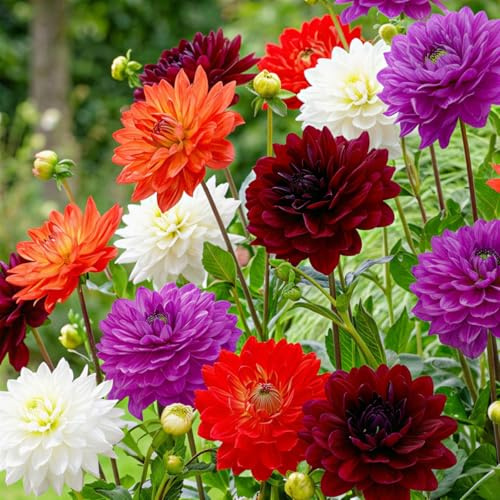Dahlien Knollen - 5 Zwiebeln - Königlich Kollektion Blumenzwiebeln