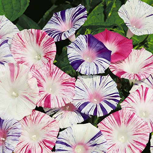 Morning Glory Seeds 'Carnevale di Venezia' Ipomoea purpurea Convolvulus Half-Hardy Annual Pink Blue White Striped Blooms Easy To Grow Your Own Climbing Flowers (Approx 35 Seeds) by Thompson and Morgan
