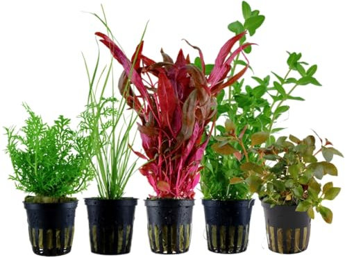 AquaOne Aquarium Pflanzen I 5X Wasserpflanzen I Hintergrund Aquarienpflanzen I Alternanthera Cyperus Ludwigia Bacopa I Set mit 5 Hintergrundpflanzen