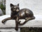 Bronzefigur Katze liegend für Kante 19x25cm Dekoration aus Bronze Skulptur Tier Figur Kantensitzer Deko Geschenk Bronzestatue Wetterfest
