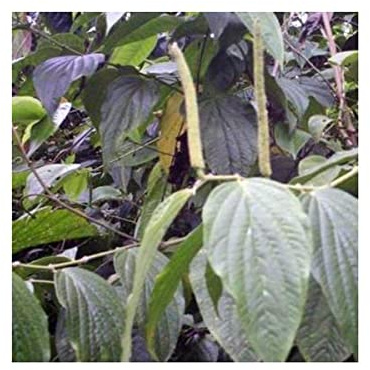Stk - 10x Piper crassinervium Baum Garten Pflanzen - Samen ID1018 - Seeds & Plants Shop by Ipsa