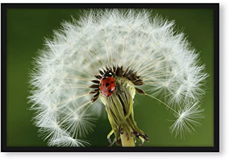 Pixxprint Marienkäfer auf Pusteblume, Poster im Bilderrahmen, Format: 80x60cm, Kunstdruck gerahmt