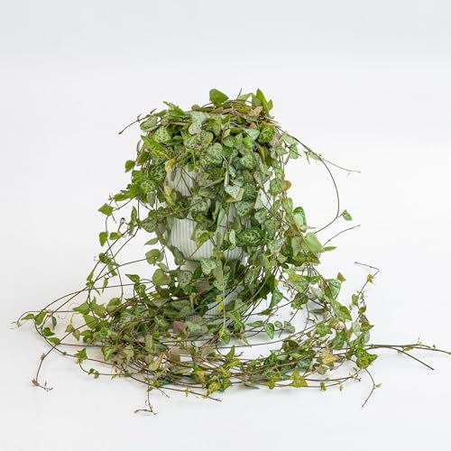 Pianta vera di Ceropegia woodii Green Love - Diametro Vaso Ø 14 cm