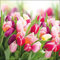 Glorious Tulips - Servietten 33x33 cm
