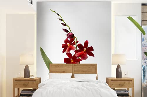 MuchoWow Papier peint Orchidée rouge avec des feuilles sur un fond blanc Papier peint photo 175x240 cm Papier peint imprimé