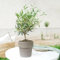 Fleurs et Délices - Oliver avec Cache-Pot - Plante d'Intérieur ou d'Exterieur - Fête des Pères - Idée Cadeau Papa - Cadeau Homme - Cadeau Original Homme