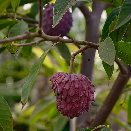 400 pcs Graviola samen - bonzai baum pflanztopf winterharte kübelpflanzen,Annona muricata,soursop obstbäume kaufen zimmerpflanze zwergobstbäume nachhaltige geschenke frisches obst