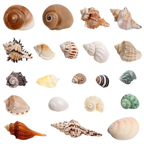 DIGNFENG 3 16 21PCS Coquillages Naturels Étoiles Mer Mélange Coquilles Cm