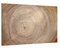 ALLboards Glas Magnettafel Baumstamm Natur Baumkern 60x40cm Glasbild Memoboard aus Glas Glastafel mit Baumstamm-Motiv Magnetwand zum Beschriften Magnetische Tafel Wanddekoration Wandbild Neodym