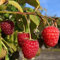 Himbeere Autumn First mehrfachtragende Sorte August - Oktober hellrote Frucht 2-3 Liter Topf