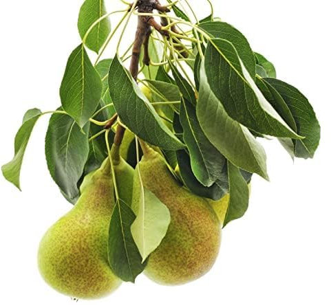 Pear Tree, 'Conference', 1 x Tall Plant in a 10 Litre Pot, 1.4m - 1.6m Height, Fruit Trees, Garden Ready and Ready to Plant, Premium Quality Plants