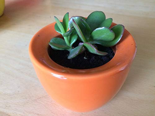 Portal Cool Belle ovata Jade Crassula Potted Plante Arbre d'argent en Cã©Ramique apporte Bonne Chance