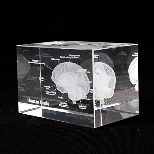 VVW&LIU 3D-Modell Gehirn Kristallglas Briefbeschwerer Gravierter Quader Miniaturmodell Wohnkultur Wissenschaftsgeschenk, 5X5X8cm