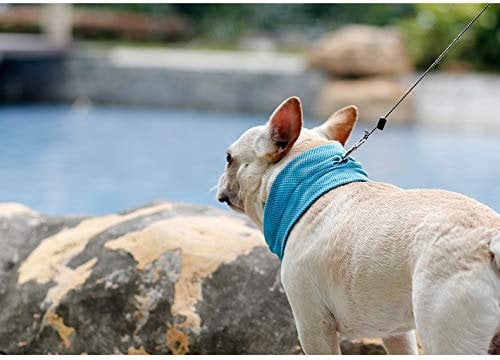 Hifrenchies Instant Cooling Bandana Summer Pet Breathable Scarf Dog Cats Collar Ice Towels for Frenchie Bulldog (M(17.7''x5.1''))