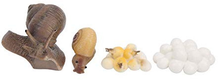 Zerodis Modell des Schneckenwachstumszyklus Spielzeug Insektenmodell Lebenszyklusmodell Kognition Lernen Lernspielzeug für Kinder Kinder Kleinkind