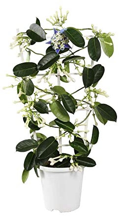 DECOALIVE Jazmín Madagascar Enredadera de Interior Planta Natural con Flores
