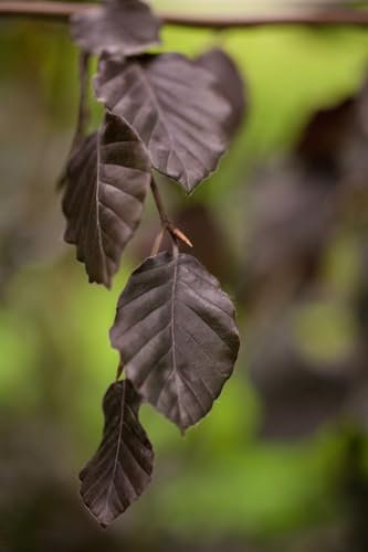 Fagus sylvatica 'Purple Fountain' 125-150 cm - Blutbuche, tiefrote Blätter, ideal als Solitärpflanze, winterhart, pflegeleicht